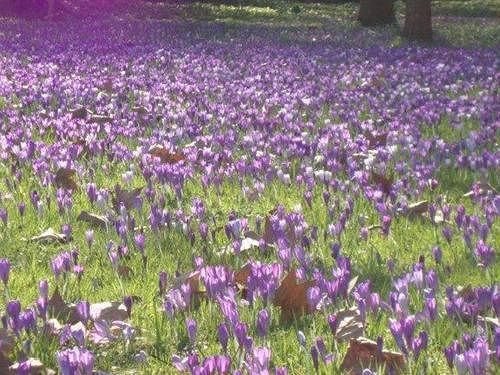Damson Cottage B&B Lacock Luaran gambar